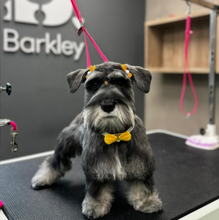 Servicio de grooming en Barkley